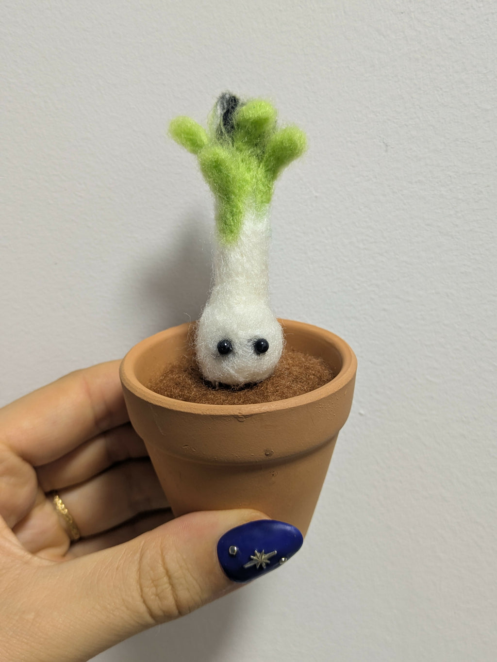 Pot Cactus