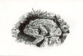 Crapauds communs_amplexus