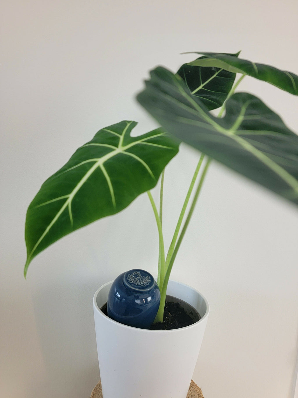 Olla Catnopée Bleu Profond - 30 cl