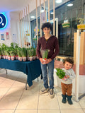Plante aromatique