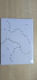 Carte Blanche fourmis