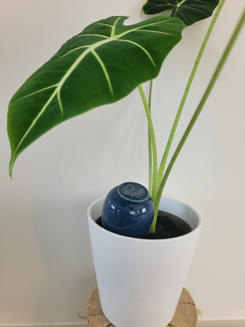 Product Image-6