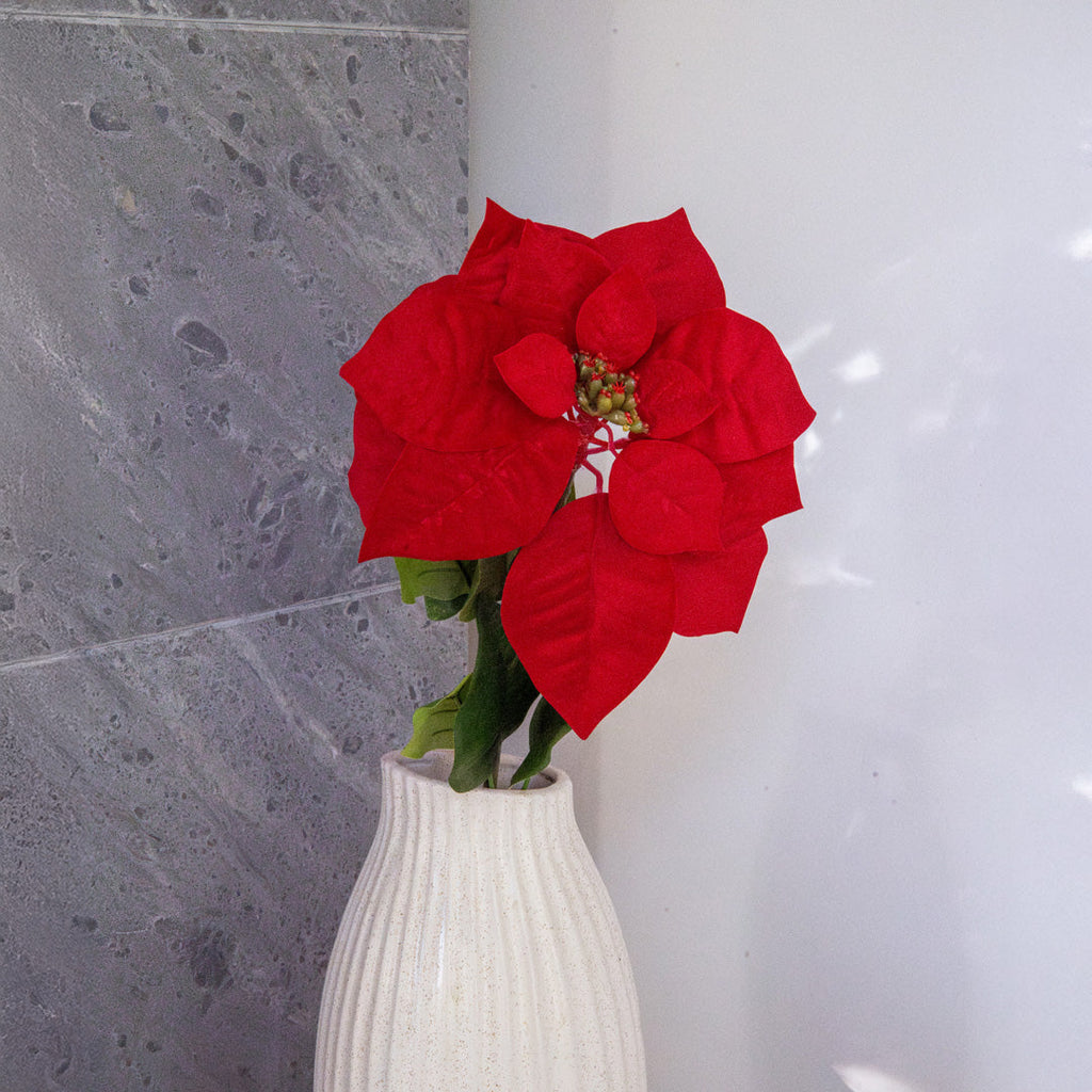 Tige de Poinsettia