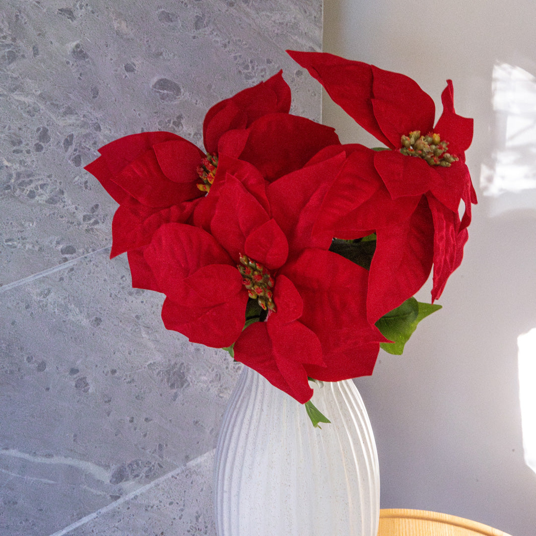 Tige de Poinsettia