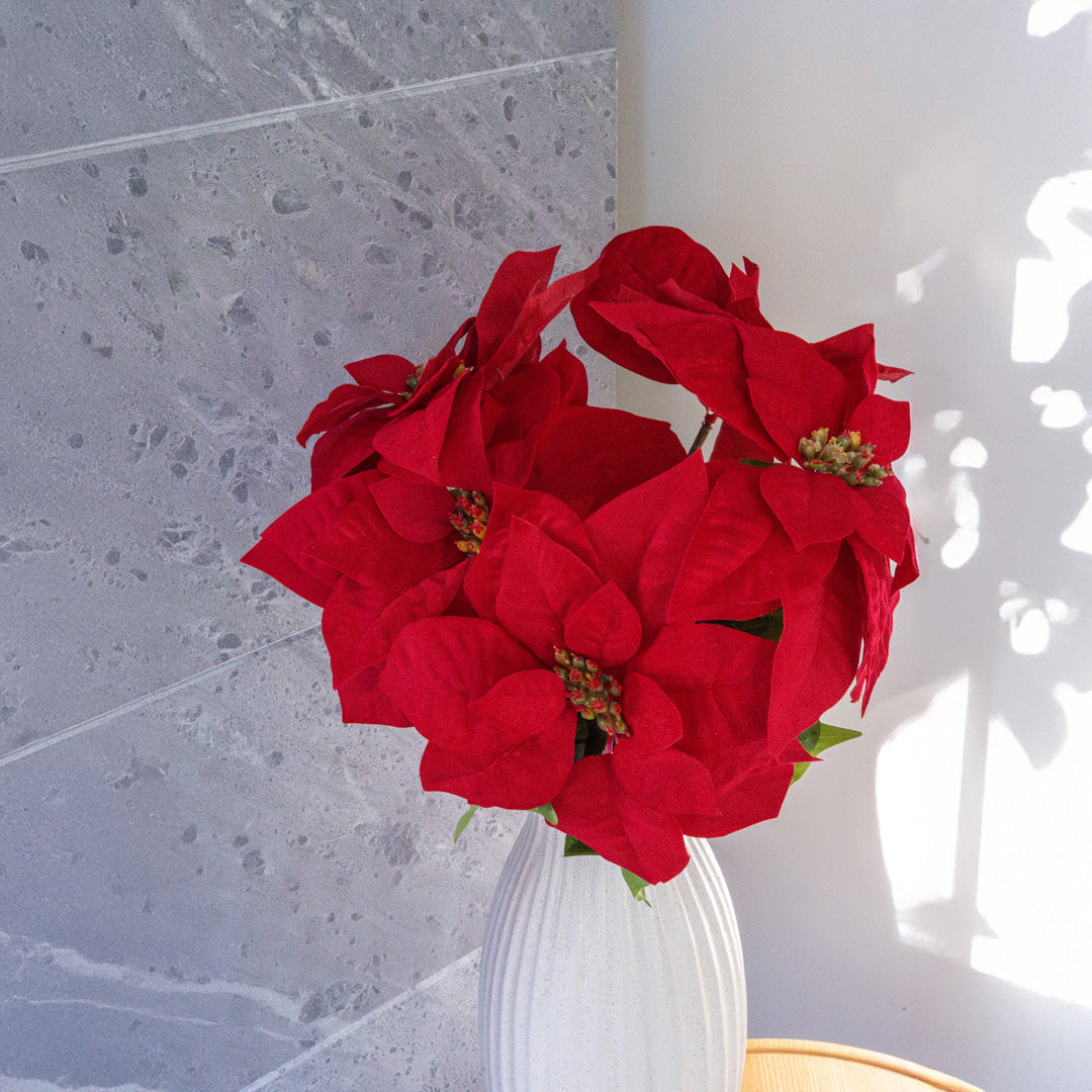 Tige de Poinsettia