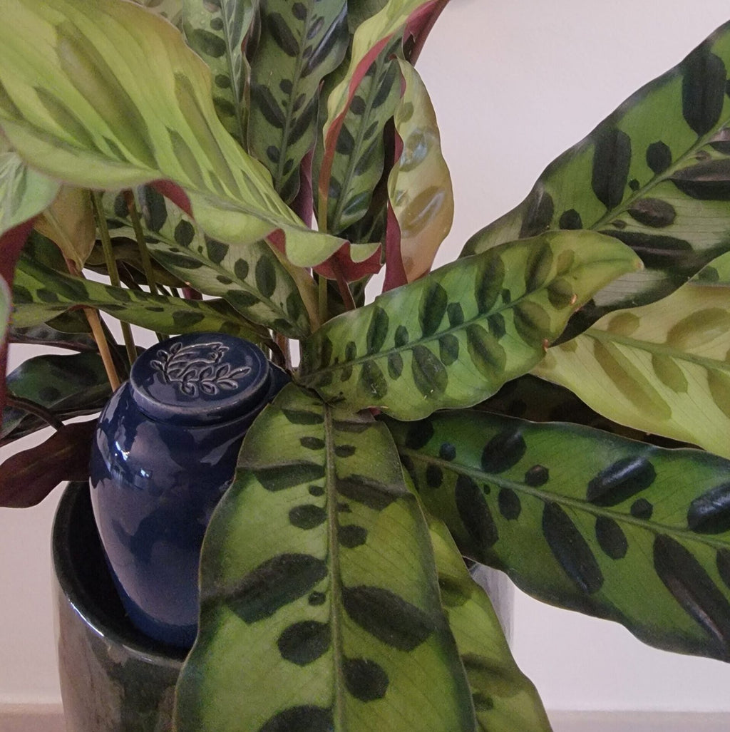 Product Image-5