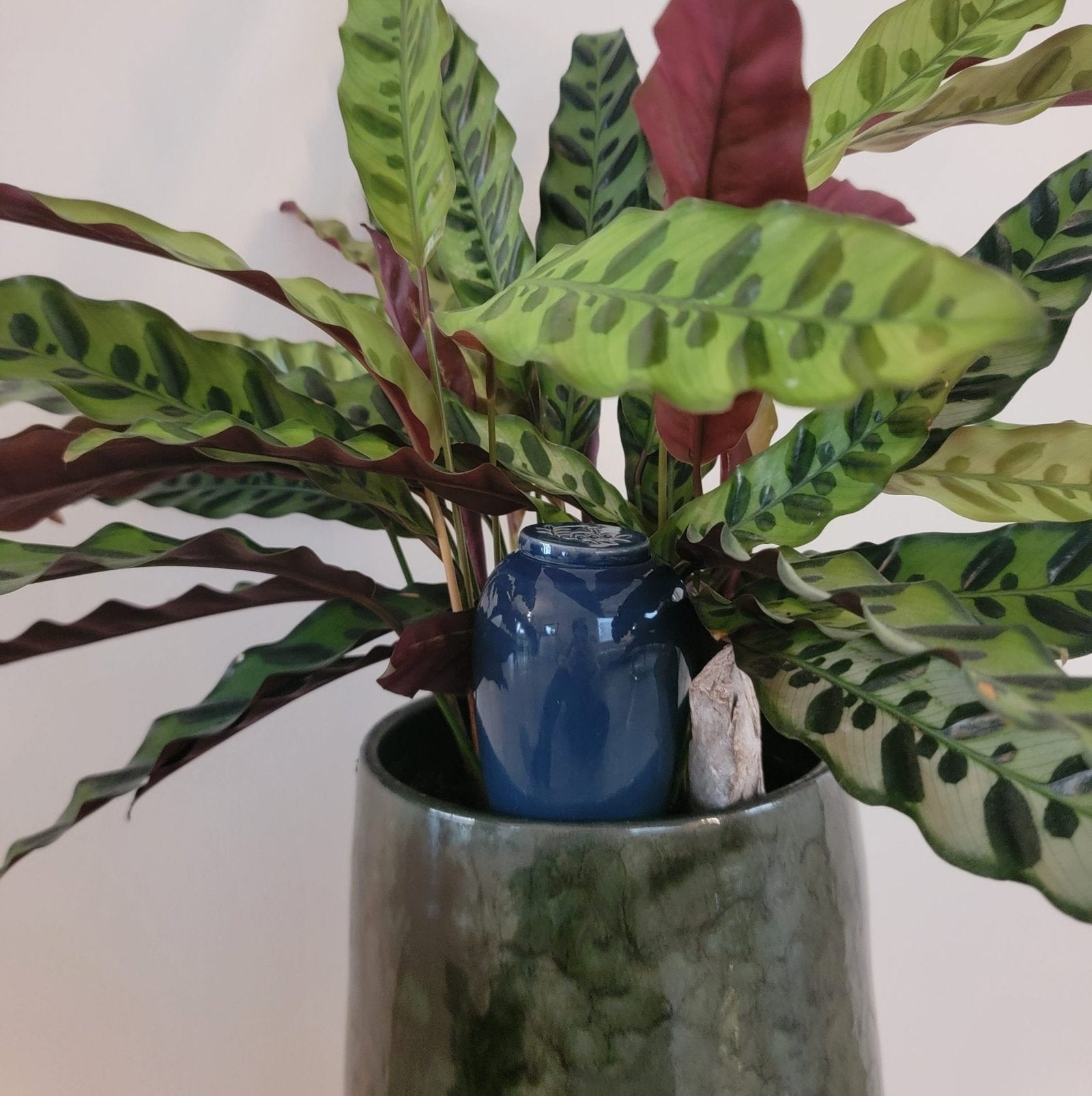 Product Image-4