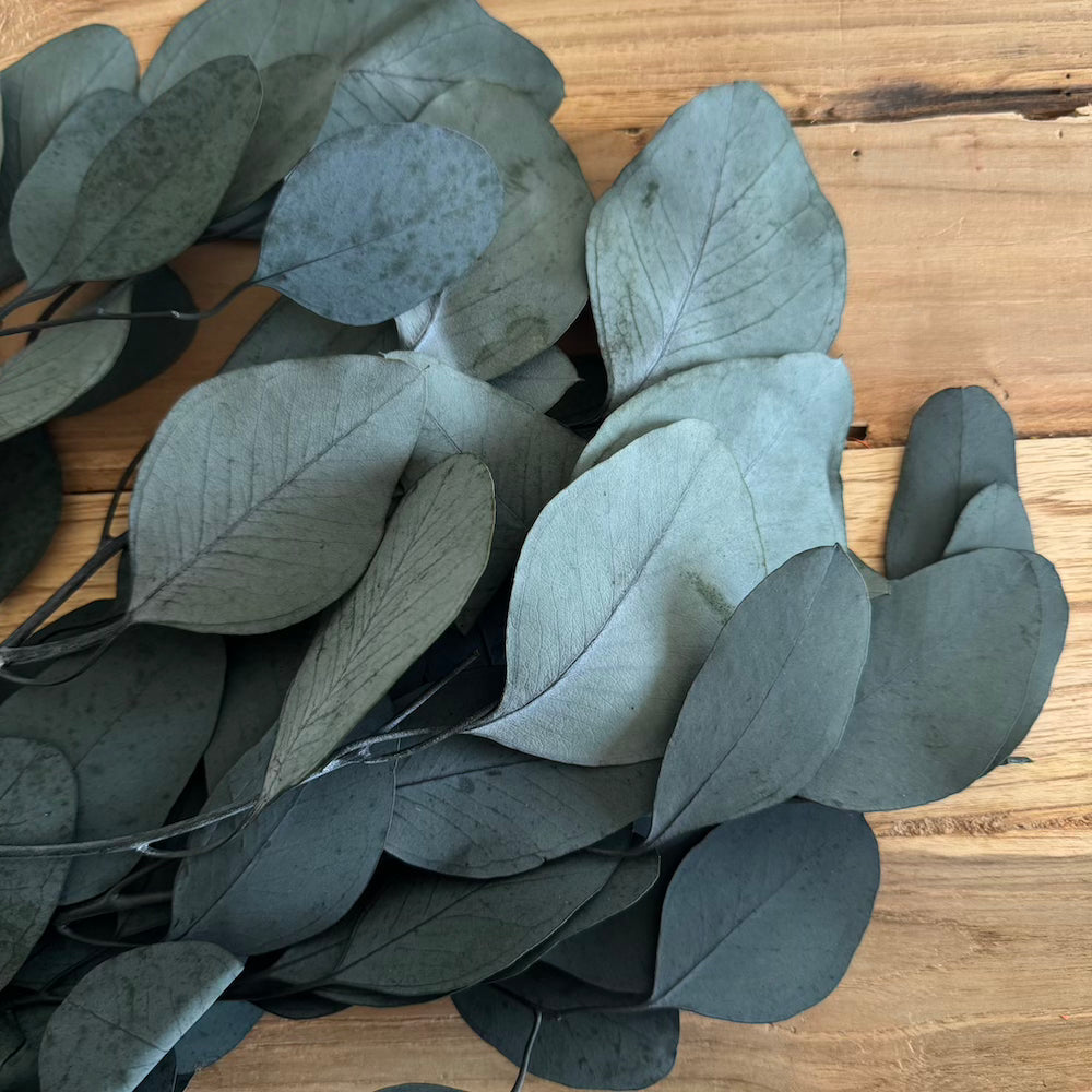 Eucalyptus Populus Green Boot