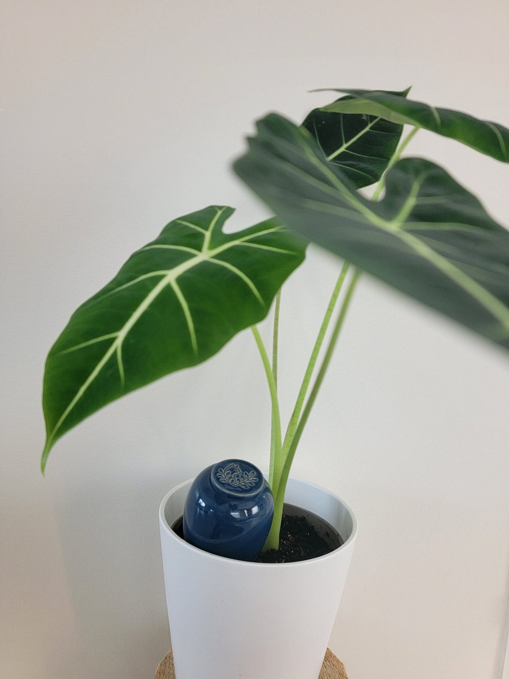 Product Image-2
