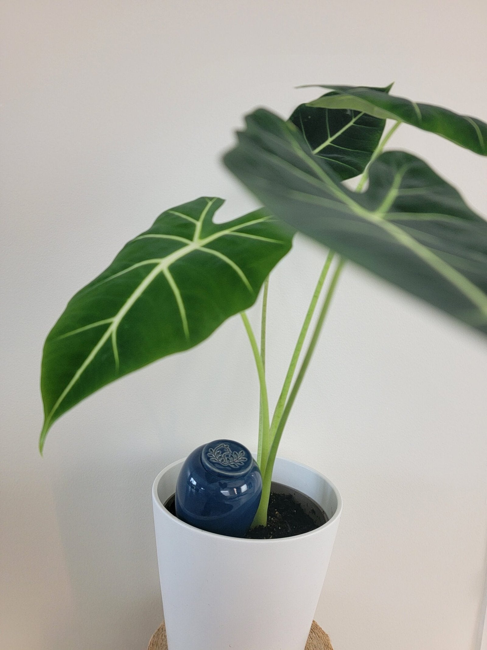 Product Image-2